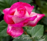 Роз Гожар_0x160 Любимый сад